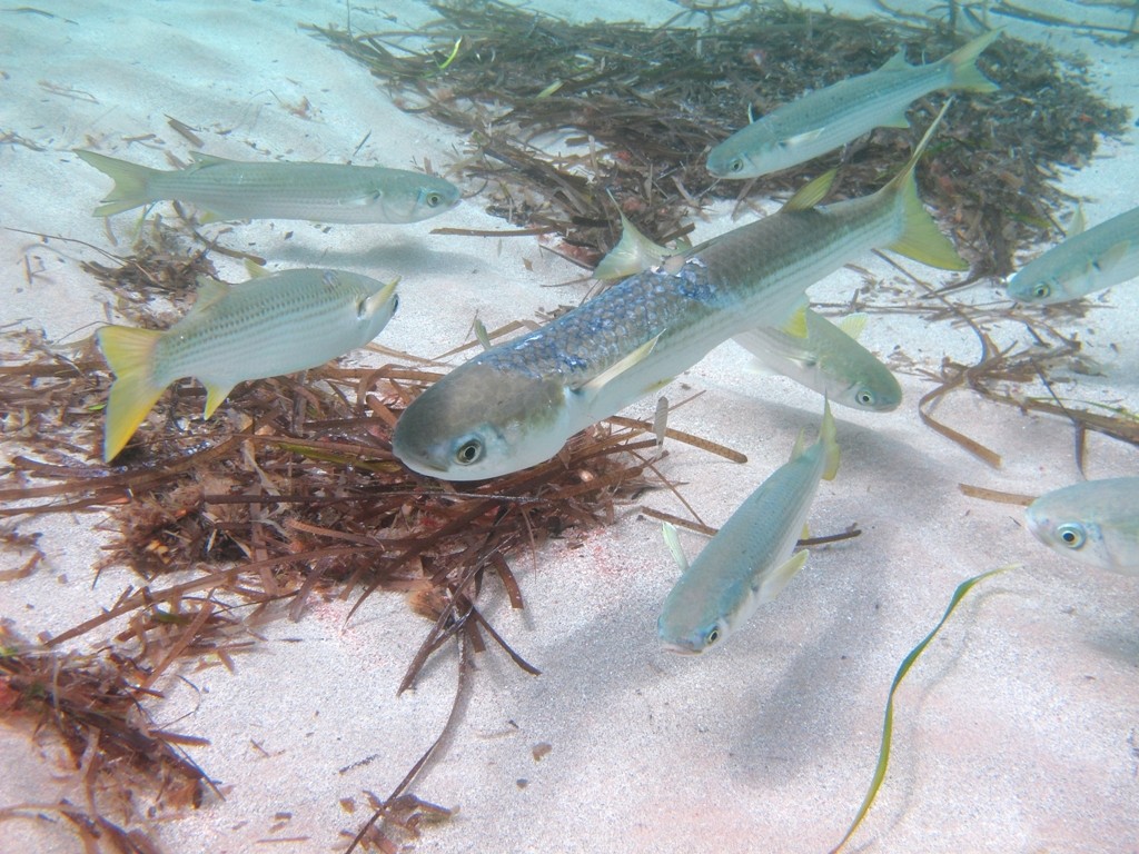 Mugil cephalus (Linnaeus, 1758)